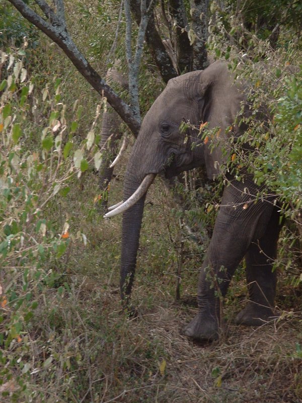 gal/Honeymoon/Masai Mara/DSCF0061.JPG